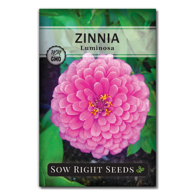 giant pink zinnia flower seeds for sale