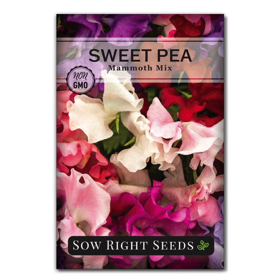 sweet pea flower seed packets Mammoth Mix Sweet Pea Seeds for Planting