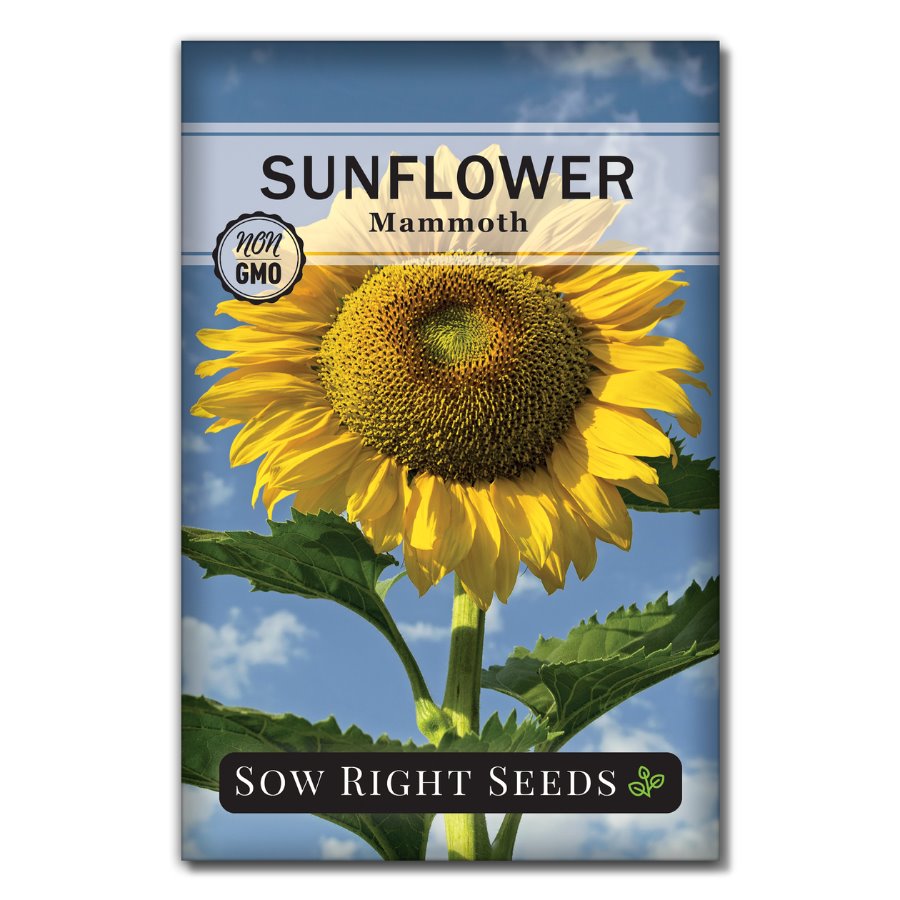 sunflower seeds near me to plant Sow Right Seeds Mammoth Sunflower Seeds to Plant Grow Giant Sunflowers in Your Garden Non Gmo Heirloom Seeds for P
