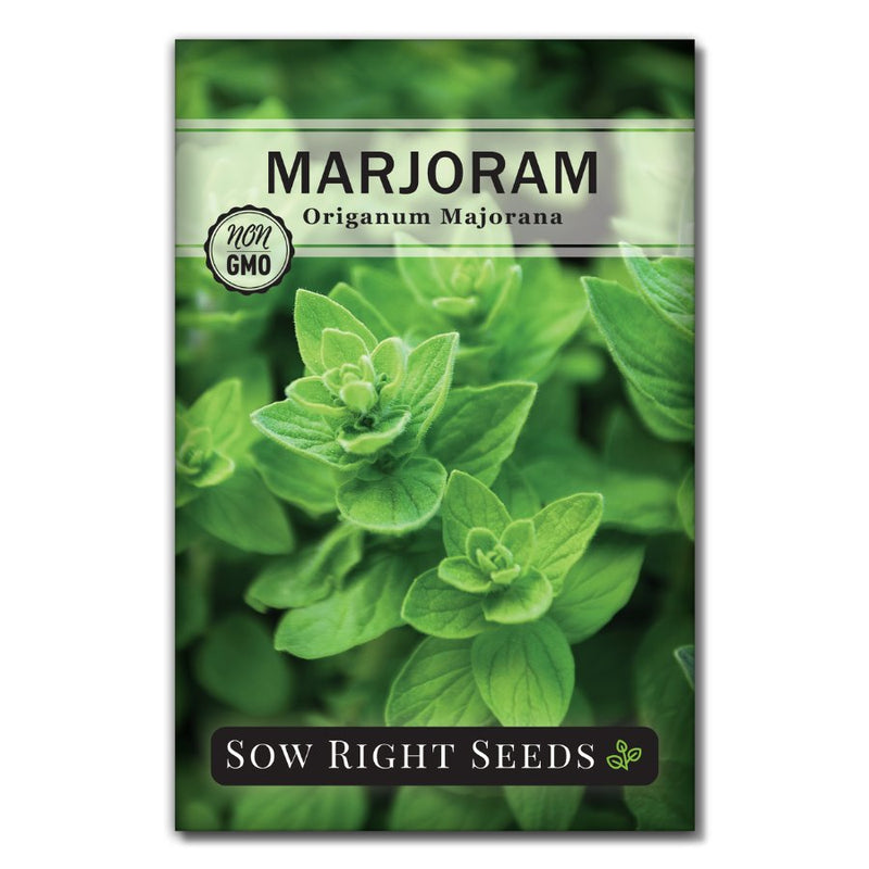 herbal tea and popular seasoning herb marjoram seeds for sale