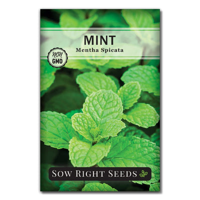 medicinal and culinary herb mint seeds for sale