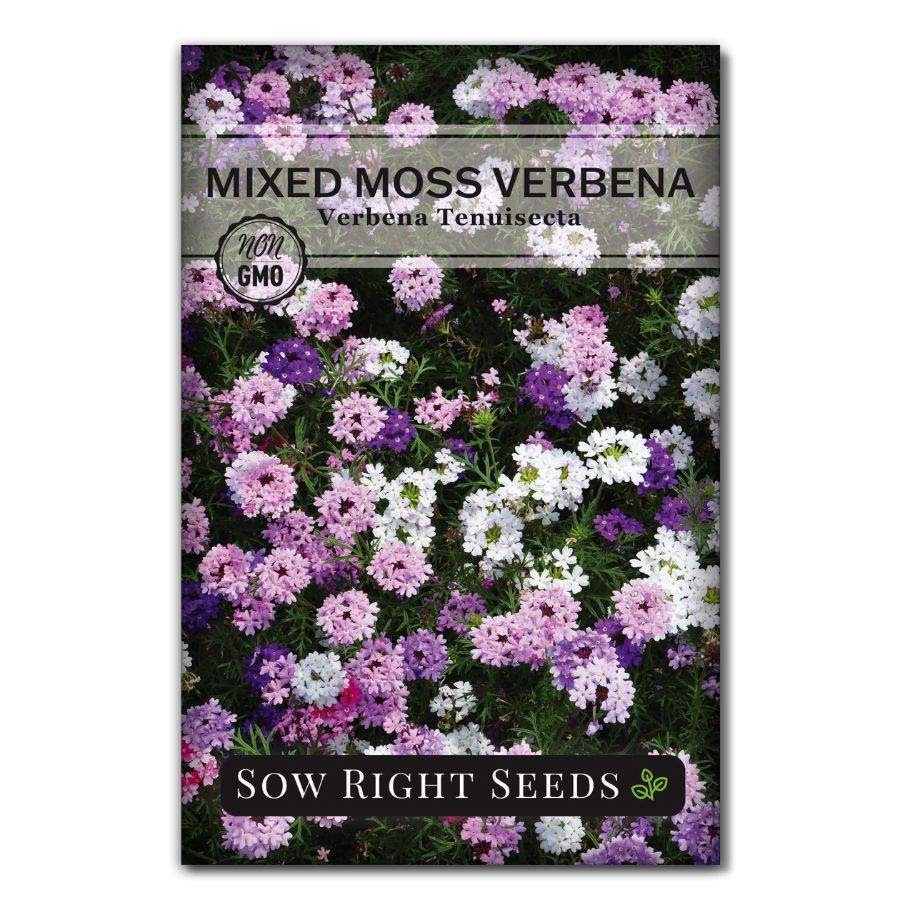 verbena plant seeds Mixed Moss Verbena Seeds for Planting