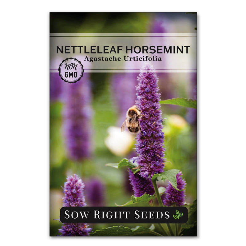 medicinal home remedies horsemint seeds for sale