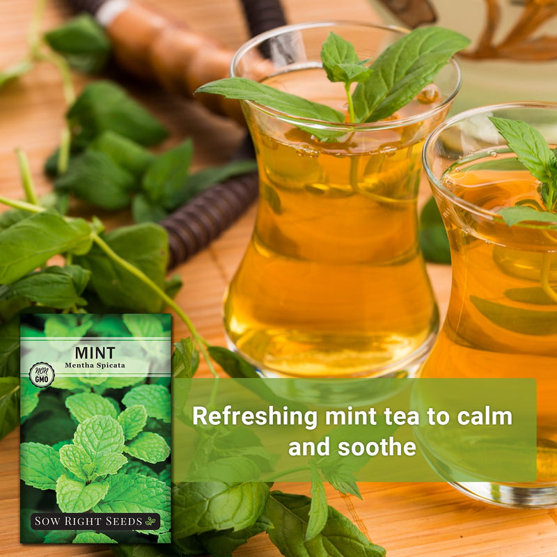 mint herbal tea refreshing mint tea to calm and soothe