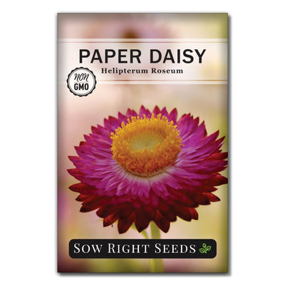 pink flower paper daisy seeds