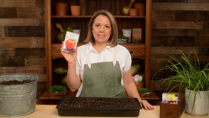 orange sun pepper product video why you should grow orange sun pepper seeds sow right seeds video media