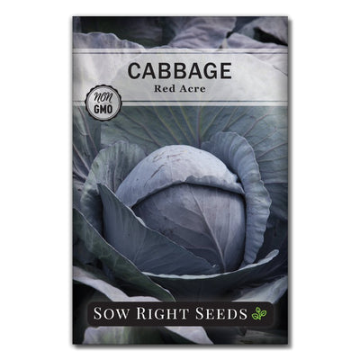 spicy purple vegetable red acre cabbage seeds for sale