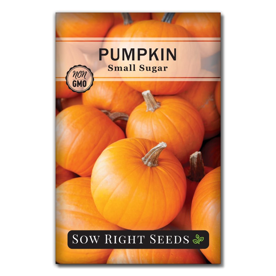 mini pumpkin seeds for planting Sow Right Seeds - Small Sugar Pumpkin Seed for Planting - Non-GMO Heirloom Packet with Instructions to Plant a Home Vegetable Garden