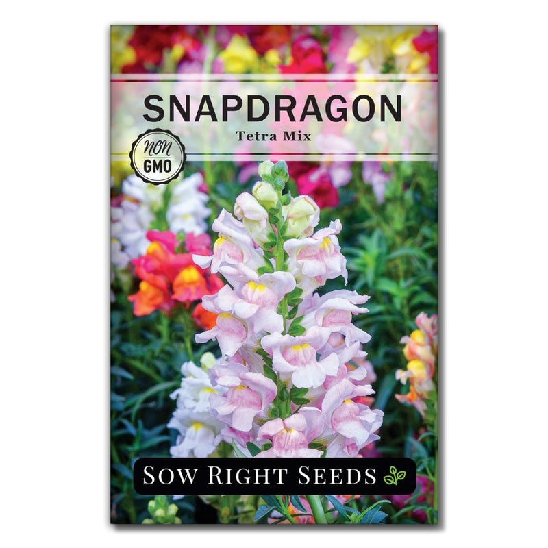 pink, purple, red, yellow, and white dwarf snapdragon flower seeds for sale