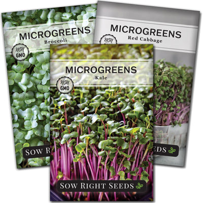 superfood microgreens seeds for sale including 3 seed packet