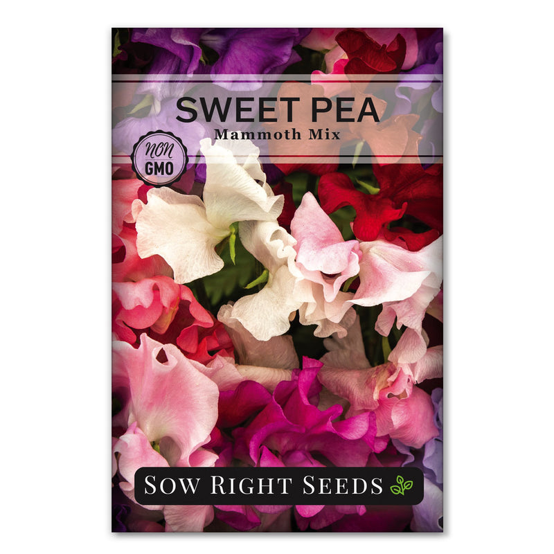 pink red white and purple mixed sweet pea seeds for sale