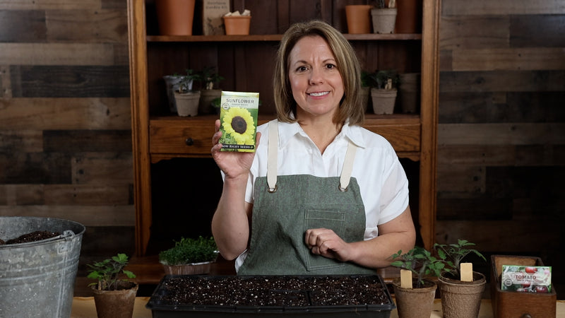 lemon queen sunflower product video why you should grow sunflower seeds sow right seeds video media