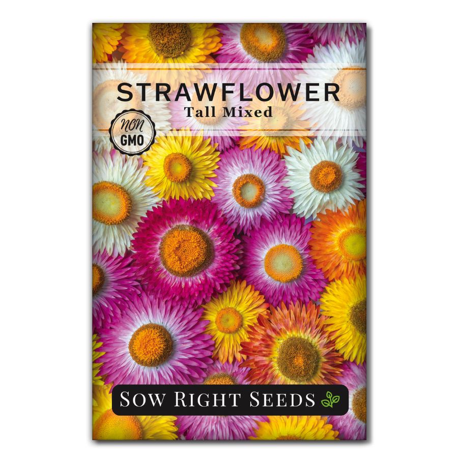 straw flower seeds Sow Right Seeds - Tall Mixed Strawflower Seeds - Non-GMO Heirloom Packet with Instructions to Grow - Beautiful to Plant in Your Flower Garden