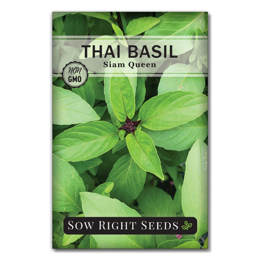 Thai Basil Seeds for Planting Culinary Herb Used in Asian Dishes