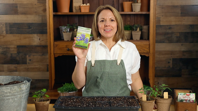 texas bluebonnet product video why you should grow texas bluebonnet seeds sow right seeds video media