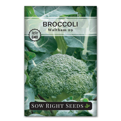 spring fall cole crops waltham 29 broccoli  seeds for sale