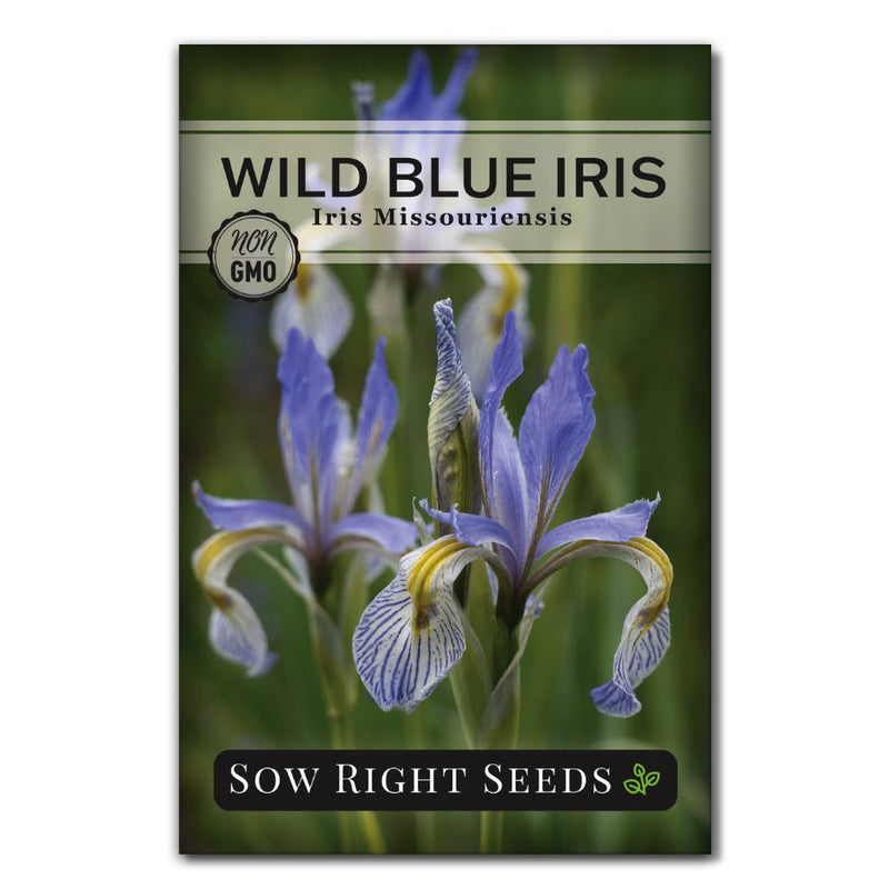 native perennial blue tongue shaped iris flower seeds for sale