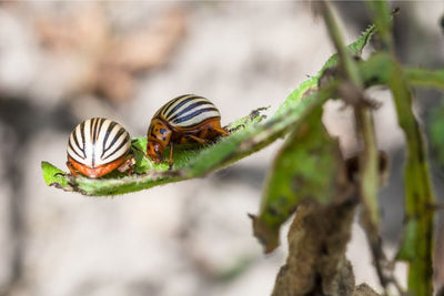How to Identify and Get Rid of Colorado Potato Bugs Chemical-Free