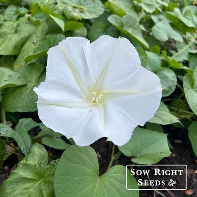How to Grow Moonflower Vines from Seed for a Glowing Night Garden