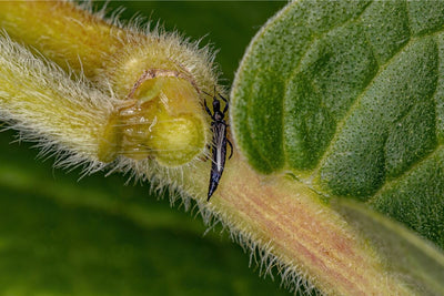 Thrips on Plants - What You Can't See is Wreaking Havoc