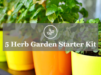 Grow Your Own Herb Garden in the Kitchen - 5 Herb Heirloom Garden Kit