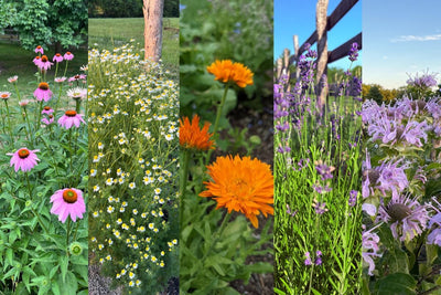Grow Your Own Healing Garden With These 10 Medicinal Herbs