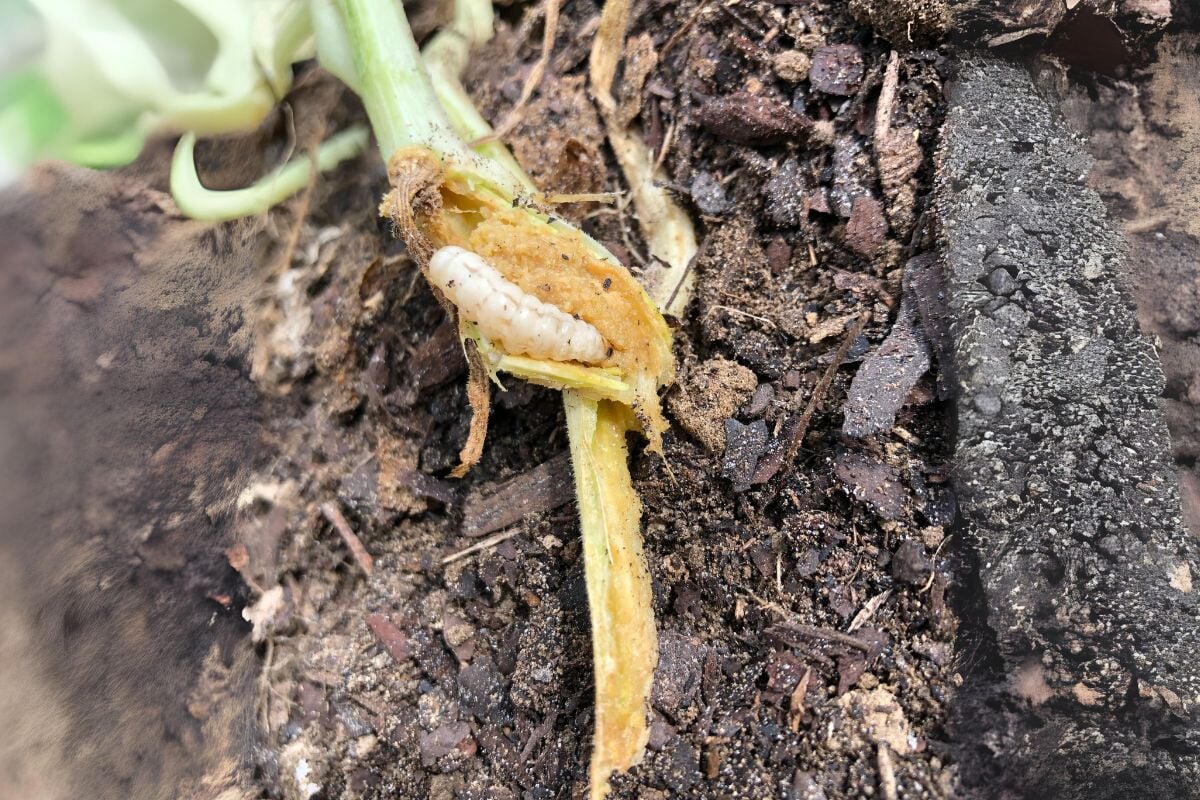Squash Vine Borer: How to Protect Your Zucchini and Pumpkins – Sow ...