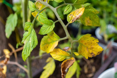 Why Are My Tomato Leaves Turning Yellow? Common Problems & Fixes