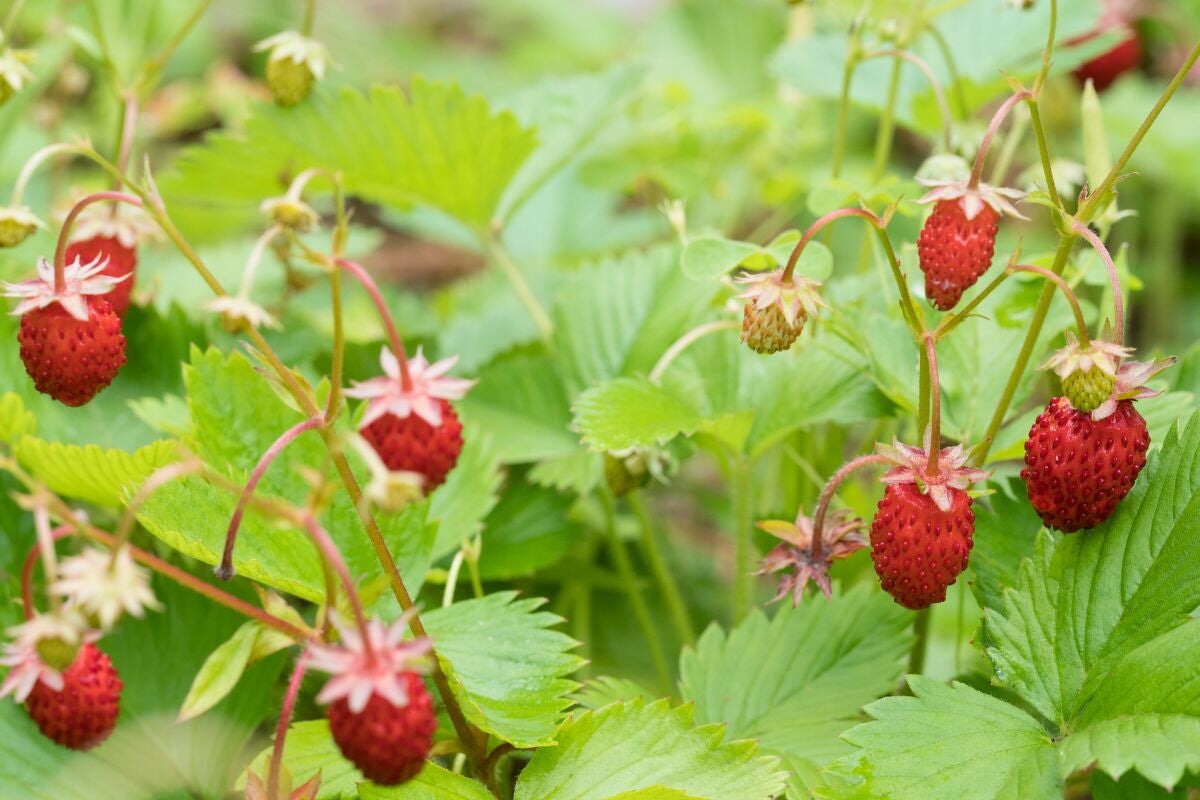 Growing Scrumptious Alpine Strawberries from Seed in Your Home Garden ...