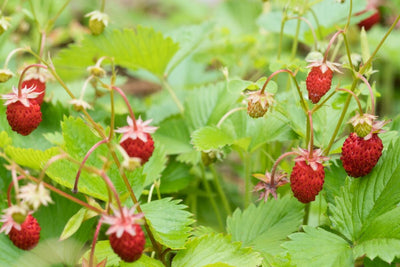 How to Grow Scrumptious Alpine Strawberries from Seed