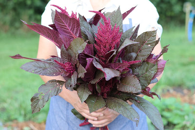 Grow Red Garnet Amaranth From Seed for Colorful Flowers and Protein-Packed Grain