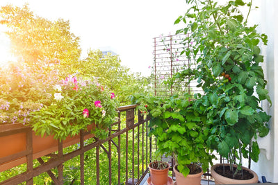 Use These Apartment Gardening Tips to Pick Fresh Produce Anywhere