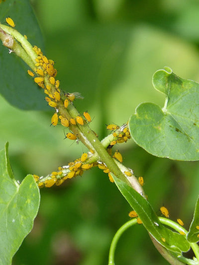 7 Natural Ways to Get Rid of Aphids Before They Destroy Your Plants