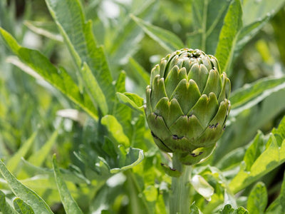 How to Grow Artichokes From Seed As Annuals or Perennials
