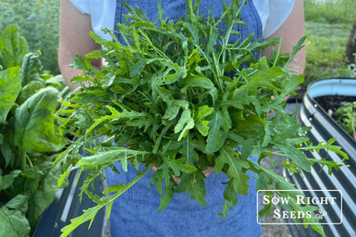 Never Buy Arugula Again! Learn How to Grow It Easily from Seed