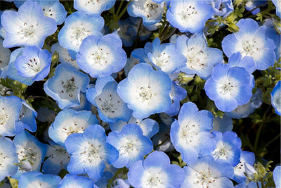 Blue Perfection: How to Grow Baby Blue Eyes Flowers (Nemophila menziesii) from Seed