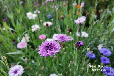How to Grow Bachelor Buttons (Cornflowers) from Seed: Easy Flower for Beginners