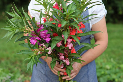 Balsam: How to Grow Impatiens Balsamina Flowers from Seed