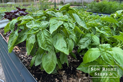 Never Buy Basil Again! How to Grow Basil from Seed to Harvest