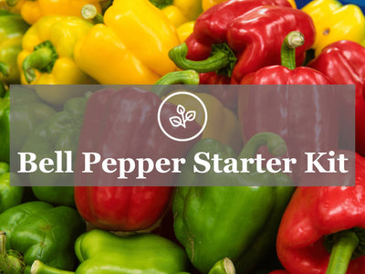 Bell Pepper Starter Kit Guide: Instructions for growing sweet bell peppers