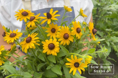 Growing Black-Eyed Susan (Rudbeckia hirta) for a Glowing Fall Garden