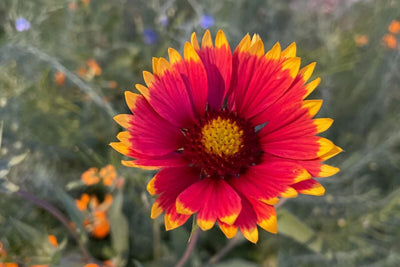 Don't Miss This Stunning Perennial: Blanket Flower (Gaillardia aristata)