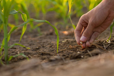 What to Plant in July: 10 Seeds You Can Sow in Your Summer Garden