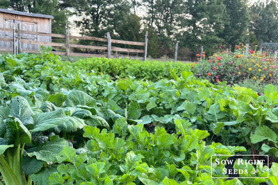 The 15 Best  Crops to Plant for a Fall Vegetable Garden