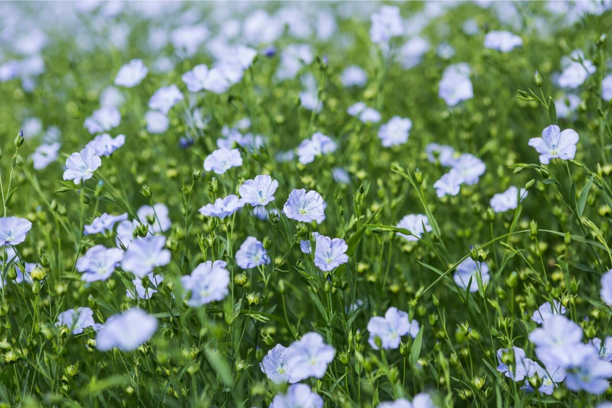 How to Grow Blue Flax Flowers from Seed for Beauty and Utility Sow