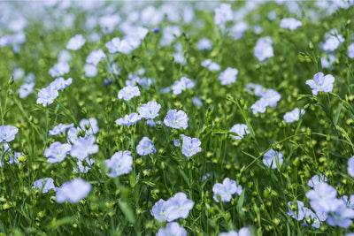 How to Grow Blue Flax Flowers from Seed for Beauty and Utility