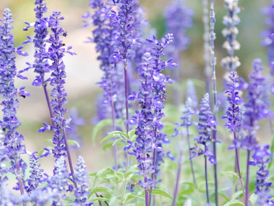 Growing Mealycup Blue Sage (Salvia farinacea) for Beauty and Biodiversity