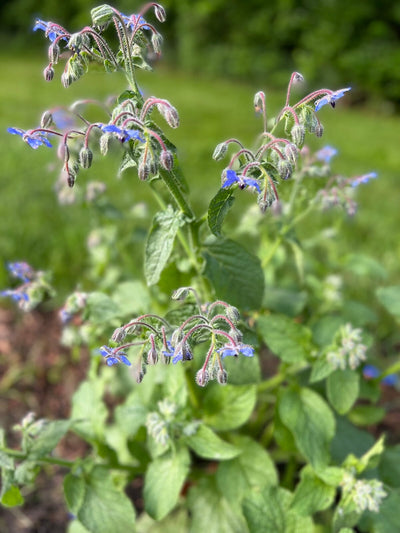 Grow Borage and Discover Its Medicinal Benefits for Your Garden and Health