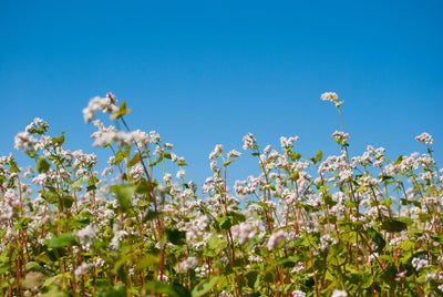 Quick, Fast, and Easy: Annual Buckwheat as a Cover Crop