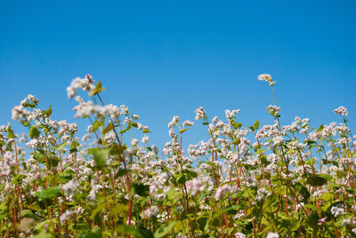 Quick, Fast, and Easy: Growing Annual Buckwheat as a Cover Crop